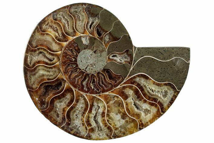 Cut & Polished Ammonite Fossil (Half) - Madagascar #292806